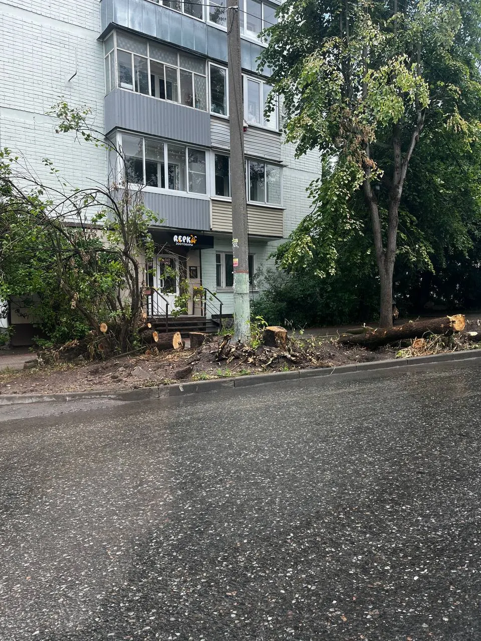 В центральных районах Калуги под снос идут взрослые липы и клены. Власти объясняют вырубки благоустройством и безопасностью, а жители сомневаются, что посадки взамен смогут компенсировать утрату зеленых насаждений.