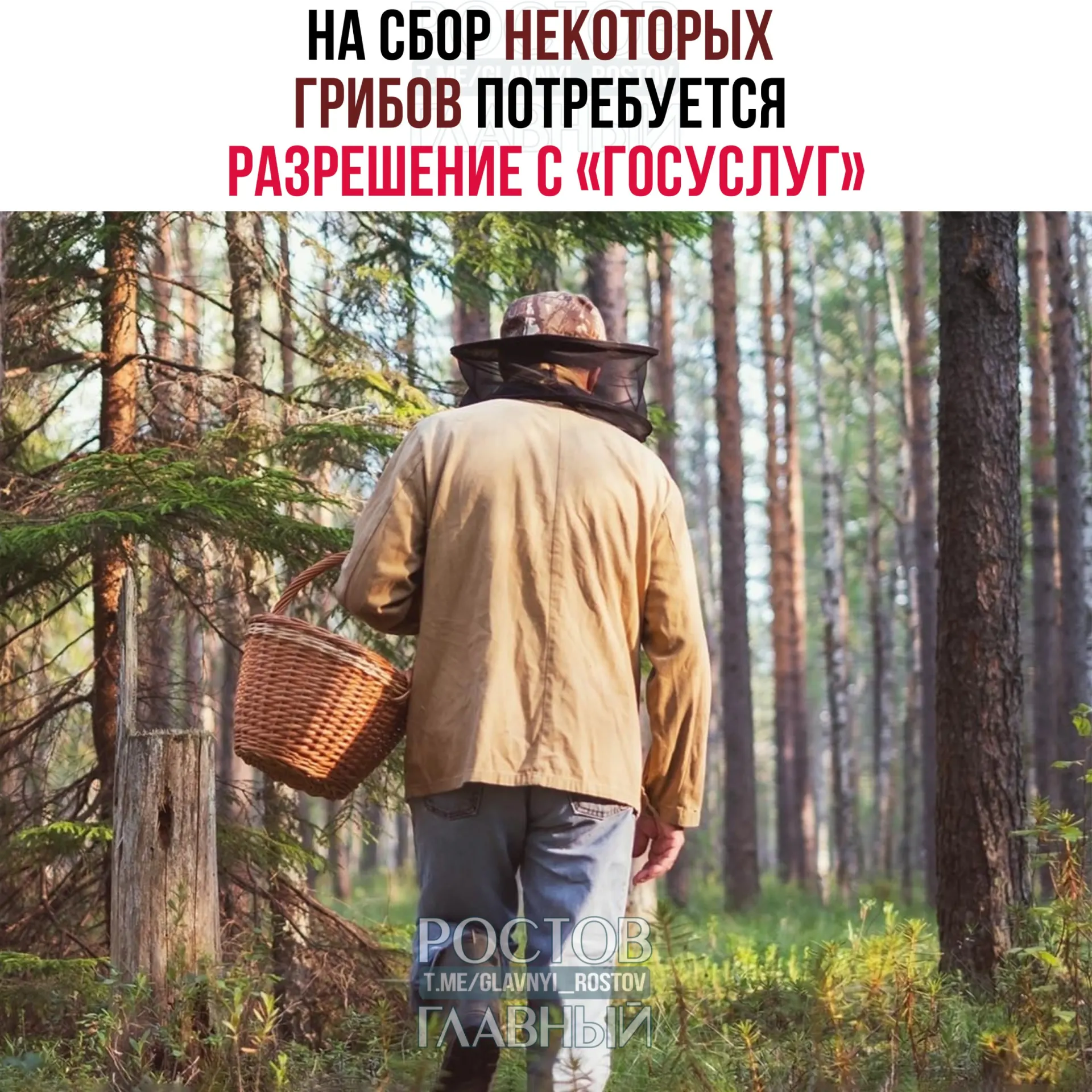 С 1 сентября 2027 года потребуется оформлять пропуск через портал «Госуслуги» для сбора ряда редких грибов. Заявки будут рассматриваться 15 дней; за сбор краснокнижных без разрешения предусмотрена уголовная ответственность.